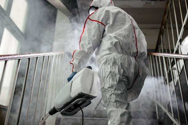 Best Basement Mold Removal  in Lake Morton Berrydale, WA